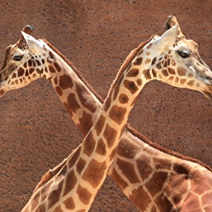 2 Male Giraffes Engaging in Necking