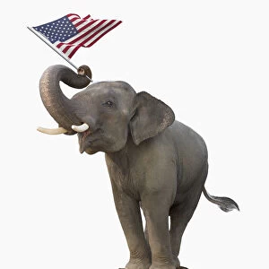 american flag, animals, campaign, campaigning, color image, cut out, digital composite