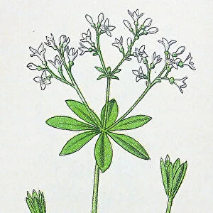 Antique botany illustration: Woodruff, Asperula odorata