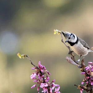 Bird of the species (Lophophanes cristatus), put on a branch with flowers in spring