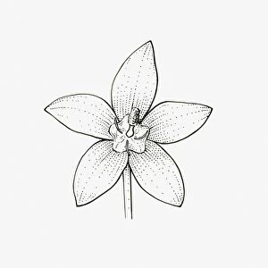 Black and white illustration of star-shaped Campanula flower head