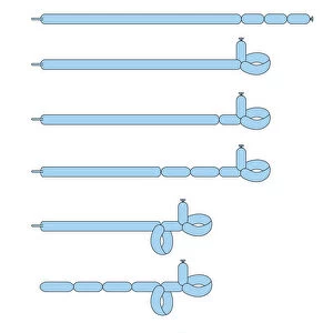 Digital illustration of image sequence showing how to make poodle out of a blue balloon