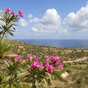 Flowering Oleander (Nerium oleander), landscape with sea near Latchi, Akamas, Southern Cyprus, Republic of Cyprus, Mediterranean Sea, Europe