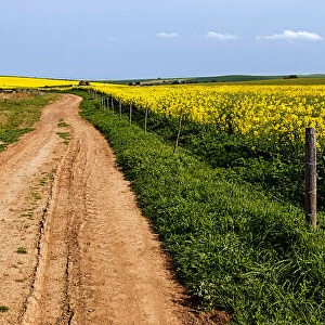 A gravel farm road fringed with green grass leading through the contrasting yellow flowering canola field, Swellendam, Western Cape Province, South Africa