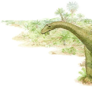 Illustration of a herbivorous diplodocus dinosaur feeding on leaves