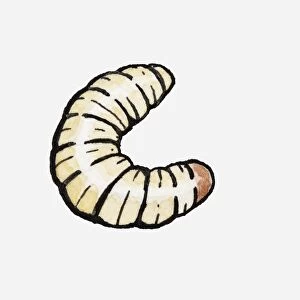 Illustration of a maggot
