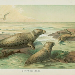 Leopard seal chromolithograph 1896
