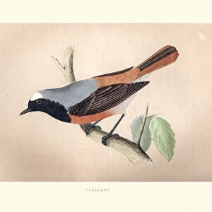 Natural History, Birds, Redstart (Phoenicurus phoenicurus)