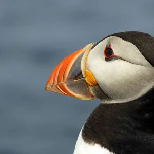 Portrait of a puffin