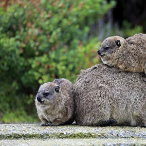 Rock Hyrax -Procavia capensis-, female with two young, social behavior, Bettys Bay, Western Cape, South Africa