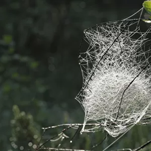 Spider web of a Sheet Weaver or Money Spider (Linyphiidae), Bavaria, Germany, Europe