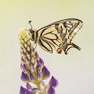 Swallowtail or Old World Swallowtail (Papilio machaon), North Hesse, Hesse, Germany