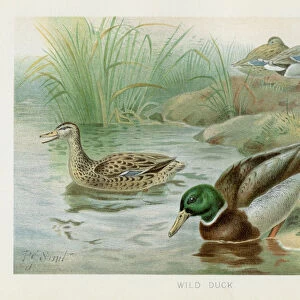 Wild duck chromolithograph 1896