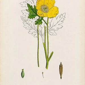 Yellow Welsh Poppy, Papaver cambrica, Victorian Botanical Illustration, 1863