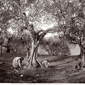 Children picking olives among the olive trees, on a hill in Santa Margherita a Montici, Florence (b / w photo)