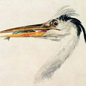 Heron with a fish (w / c on paper)