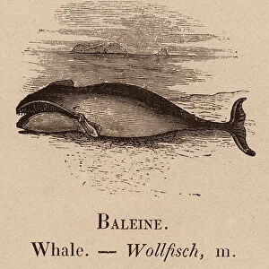 Le Vocabulaire Illustre: Baleine; Whale; Wollfisch (engraving)