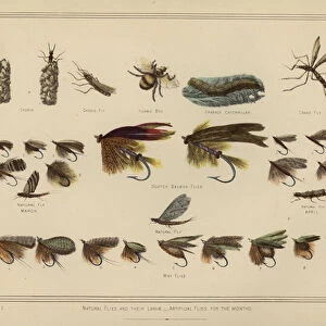 Natural Flies and their Larvae, Artificial Flies for the Months (colour litho)