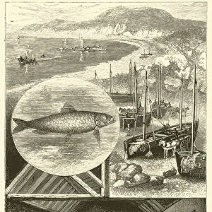 The Pilchard (engraving)