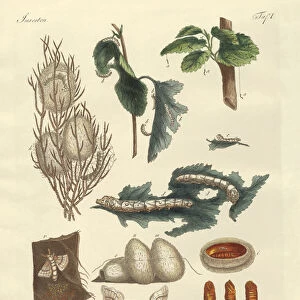 The silkworm (coloured engraving)