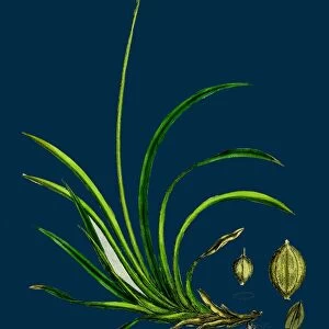 Carex rigida; Stiff Mountain Sedge