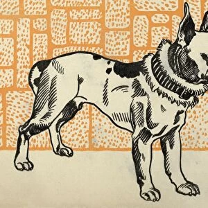 Drawings Prints, Print, Pitbull Terrier, Artist, Publisher, Moriz Jung, Wiener Werkstatte