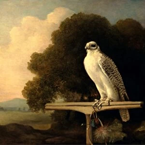Greenland Falcon Gyr Falcon Signed and dated, lower center: Geo Stubbs pinxit