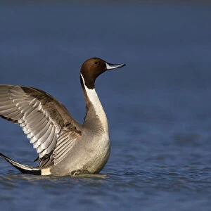Male Northern Pintail flapping wings, Anas acuta, Italy