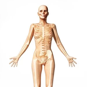 Female standing, with skeletal bones superimposed, front view