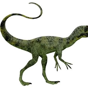 Juravenator dinosaur