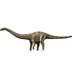 Supersaurus is a sauropod dinosaur from the Late Jurassic period