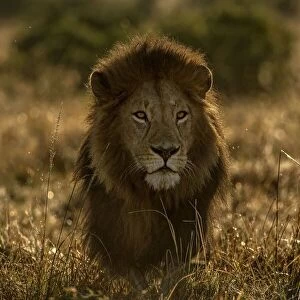 olope male lion