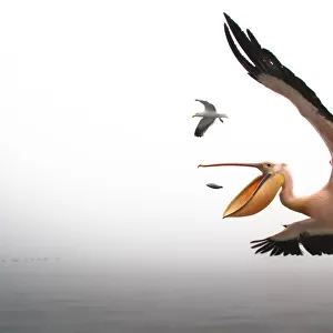 Pelican breakfast