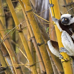 Coquerels sifaka (Propithecus coquereli) female with young on back climbing in bamboo