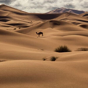 Dromedary Camel (Camelus dromedarius) in the Erg Chebbi Dunes. Sahara Desert, Morocco