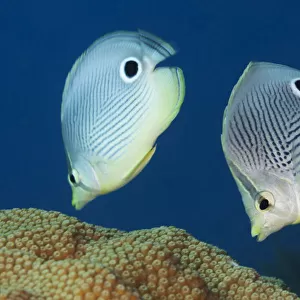 Foureye butterflyfish (Chaetodon capistratus) couple feeding on coral