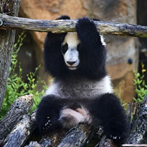 Giant panda (Ailuropoda melanoleuca) cub playing on wooden structure