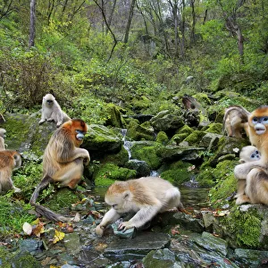 Quinling Golden snub nosed monkey (Rhinopitecus roxellana qinlingensis), family group foraging along a small creek in a gullly. Zhouzhi Nature Reserve, Qinling Mountains, Shaanxi, China