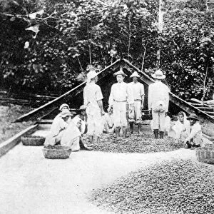 Drying cocoa, Trinidad, c1900s