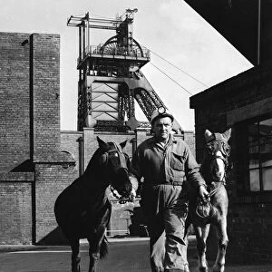 Pit ponies, South Yorkshire, 1967. Artist: Michael Walters