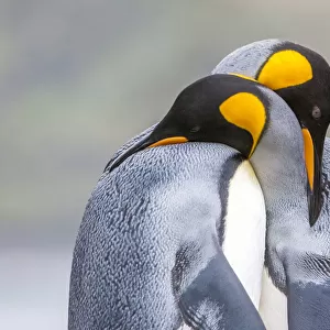 King penguins hugging each other with their necks, mating ritual, South Georgia Island, Antarctica