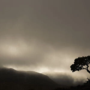 Silhouette Of A Tree Against A Stormy Sky In Richtersveld National Park; South Africa