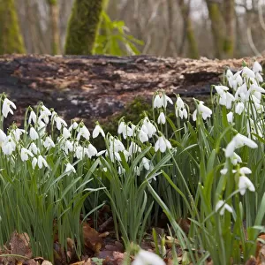 White Flowers Growing On A Forest Floor Beside A Fallen Tree; Dumfries, Scotland