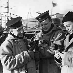 Crew from the Polish destroyer O. R. P. Piorun with their pet cats